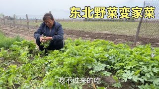 勤快老妈把野菜变家菜，茂密一片吃不过来，二条家实现了吃菜自由