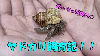 【珍しい！？】ヤドカリって海じゃなくても飼育できるらしい、、、