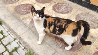 Calico Was So Cute But Other Cats Come To Share Food.