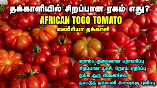 தக்காளி ரகங்களில் சிறப்பான ரகம் எது?. AFRICAN TOGO TOMATO.  லைபீரியா தக்காளி-Zero Maintenance Tomato