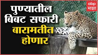 Pune Leopard Safari : पुण्यातील बिबट सफारी बारामतीत होणार, Junnar मध्ये प्रकल्प करा, बेनकेंची मागणी