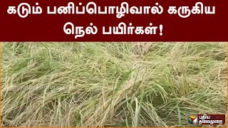 கடும் பனிப்பொழிவால் கருகிய நெல் பயிர்கள்! | PTT