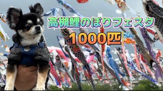 【GWおすすめスポット】愛犬と行く 1000匹のこいのぼりが高槻市・芥川の上空を今年も泳ぐ