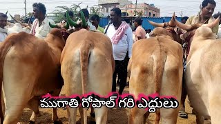 ముగాతి గోపాల్ వారి ఒక్క ఎద్దులు // ఎమ్మిగనూరు ఎద్దుల సంత శుక్రవారం