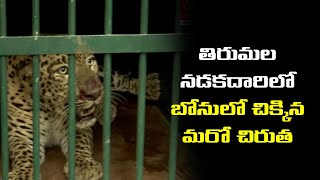 తిరుమల నడకదారిలో బోనులో చిక్కిన మరో చిరుత||Another Leopard Trapped in Cage at Tirupati