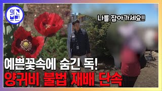 예쁜 꽃 때문에, 약으로... 마약 성분 양귀비 재배하는 사람들