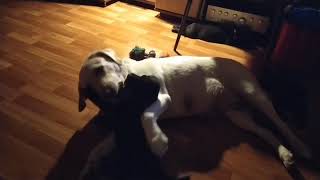 Ночные обнимашки с мамой #щенки #puppy #labrador