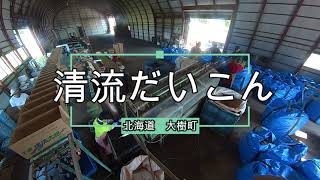 【大石農産】　2021年の大根収穫開始