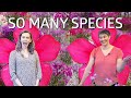 How do new species form?