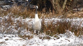 Żuraw - Crane - Der Kranich (Grus grus) - 4K sample with pro audio. Zima/Winter 2020, Pomerania.