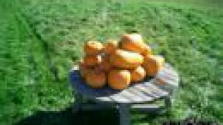 The Exploding Pumpkin Pyramid!
