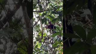 മല അണ്ണാൻ കാണണോ | INDIAN GIANT SQUIRREL IN ARALAM WILD LIFE SANCTUARY#indiangiantsquirrel#forest