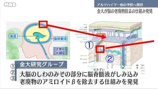 脳のしわが老廃物を除去、金大グループが発見