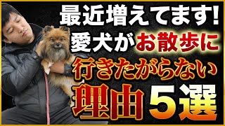 【最近増えてます】愛犬がお散歩に行きたがらなくなる理由5選