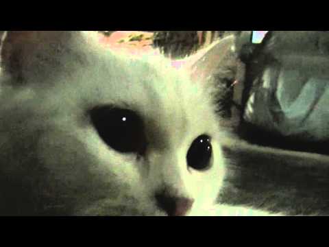 White Cat Breed Thailand Is Funny White Cat Breed Thailand Is Funny