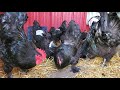 croad langshan chickens