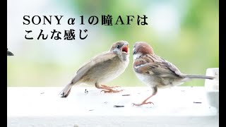 Sony α1 の瞳AFを生でお楽しみください