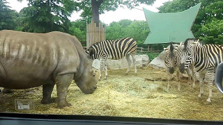 群馬サファリパーク　アフリカゾーン　シロサイ　チャップマンシマウマ　エランド