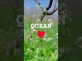 quran urdu translation ❤️❤️👍💕💖 quranmindfulness ♥️ islamicstatus