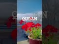 quran urdu translation ❤️❤️👍💕💖 quranmindfulness ♥️ islamicstatus