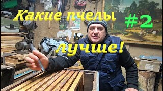 ✅ Просто ПЧЁЛЫ НУЖНЫ начинающим! Часть2 #пчеловодство1