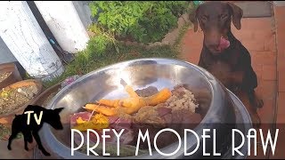 Doberman eating Raw meat with Nupro Supplement | Raw Feeding Vlog