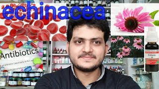 Echinacea! Homeopathic medicine echinacea?? antibiotic?? Echinacea! Homeopathic medicine echinacea?? antibiotic??