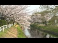 佐賀市桜巡り cherry blossoms tour of saga city