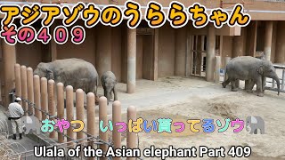 アジアゾウのうららちゃん（４０９）🐘おやついっぱい貰ってるゾウ🐘（東山動植物園）Ulala of the Asian elephant Part 409