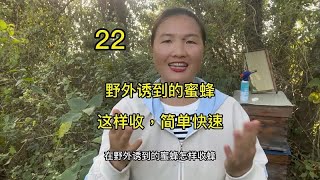 野外诱到的蜜蜂，这样收，简单快速 收蜂 蜜蜂 诱蜂