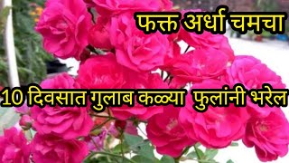 10 दिवसात गुलाब कळ्या फुलांनी भरेल||Best Organic Flower Booster||SP GARDENING MARATHI