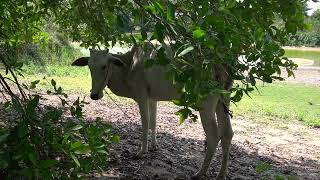 cow, cattle, domestic cattle, ep 3010