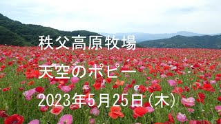 天空のポピー　秩父高原牧場　2023年5月25日(木)