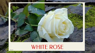 calm journey into the realm of  a white rose