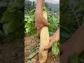 Big radish harvesting #satisfying #farming #agriculture #fresh #fresh inspur #shorts #shortsvideo