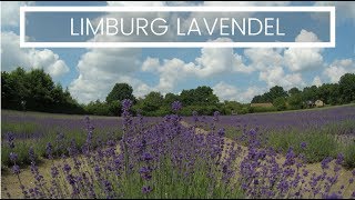 Where Can You Visit a Lavender Field In Belgium?