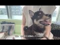 【絶叫】はじめての病院で混合ワクチン注射 【豆柴】【柴犬】【子犬】