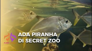 Ada Piranha di Secret Zoo