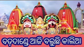 ବଡ଼ ଦାଣ୍ଡେ ଆଜି ବଲୁଛି କାଲିଆ // Bada dande aji buluchi kalia