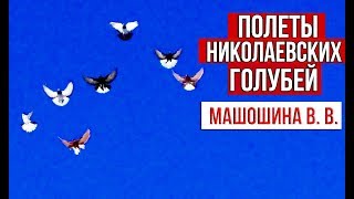 Полеты Николаевских голубей у Машошина В. В. | 2020 HD