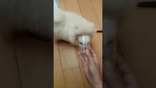 博美三個月幼犬 小萌犬