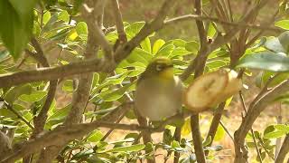 三毛猫ミミ日記〜今日も、メジロさんの野鳥観察ができましたにゃん♪ ２０２５年２月５日