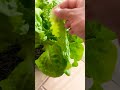 How to harvest Lettuce | tips  for beginners |