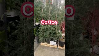 #costco #costcofinds #costcoshopping #california #usa