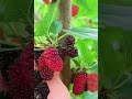 mulberry fruit 🍓🍓🍓#mulberrytree #shorts #fruits