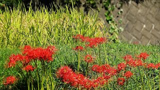 里の秋　白鳥英美子　日向薬師  彼岸花