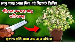 শীতেও ফলবে গাছ ভর্তি লেবু মাত্র ১টুকরো চক দিয়ে| Organic Fertilizer For Lemon plants