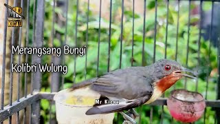 Kolibri Wulung Betina Gacor Ribut