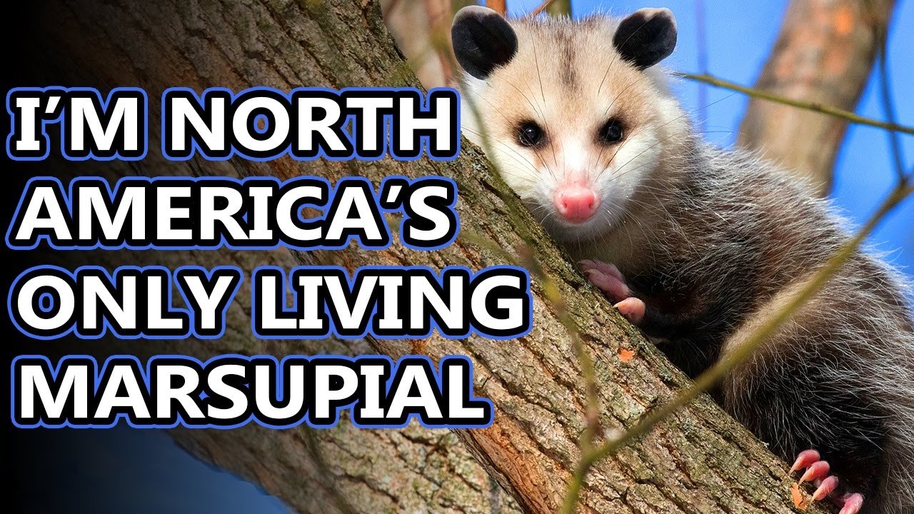 Opossum Facts: Not Possums! | Animal Fact Files - YouTube