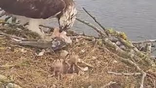 3番目の雛が孵化 🐥🐥🐥🥚 ようこそ世界へ🌍05/17/2023 LRWT - Manton Bay Ospreys